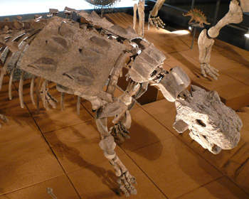福井県 恐竜博物館