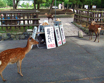 奈良県 奈良公園の鹿