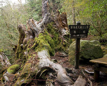 鹿児島屋久島の風景