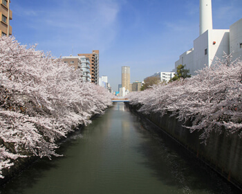 東京 田道橋付近の目黒川と桜の並木。（東京都目黒区）